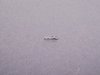 Genuine MINI Socket Terminal MQS - Priced Each 61131383776 View 2